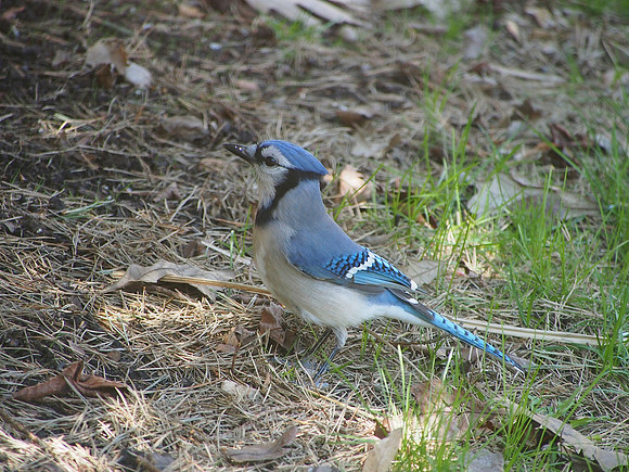 Blue Jay