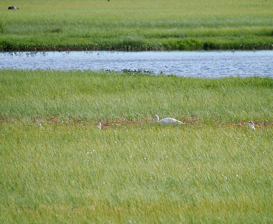 Whooper Swan with cygnets; Finland; June.