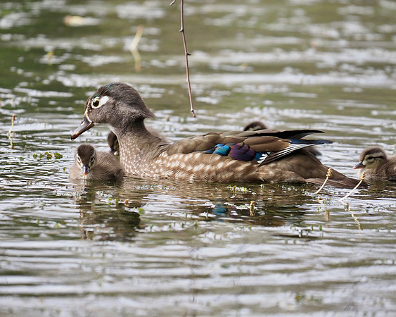Wood Duck family; Greenfield Park; May