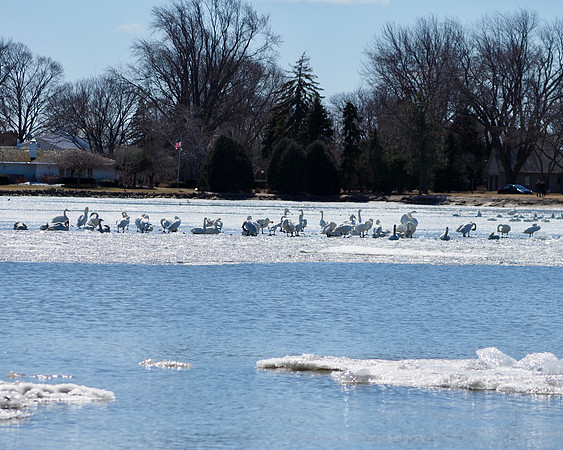 A whiteness of swans.