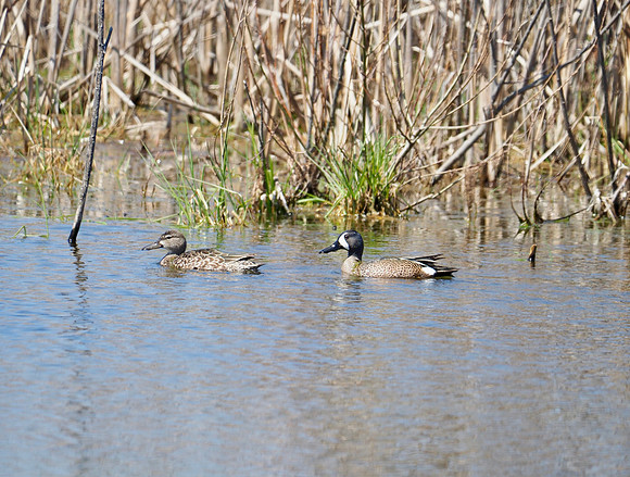Blue-winged Teal pair