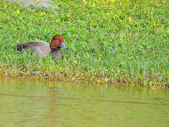 Redhead; Sarasota, FL; February