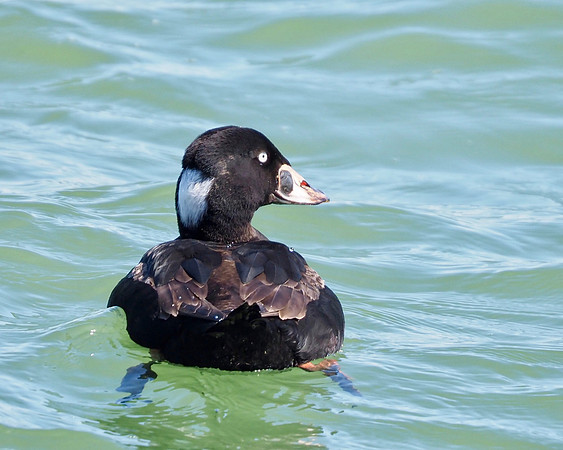 Surf Scoter; Milwaukee Harbor; April