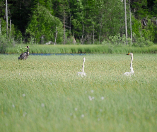 Crane and swans in the bog, Niinisto Recreation Area, Kurikka, FI.