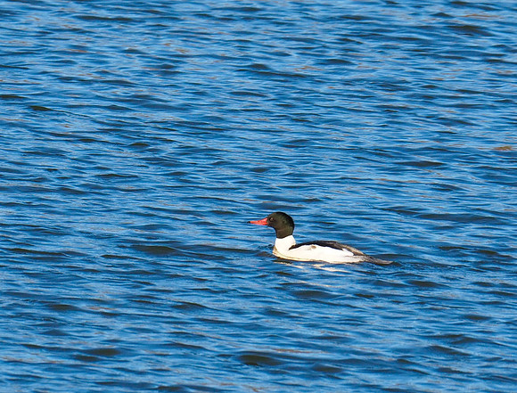 Common Merganser; Avon, CT; December