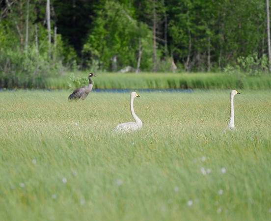 Whooper Swans, the National Bird of Finland.