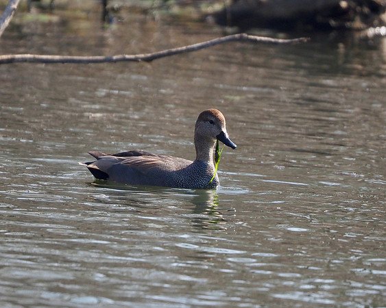 Gadwall, Wehr Nature Center