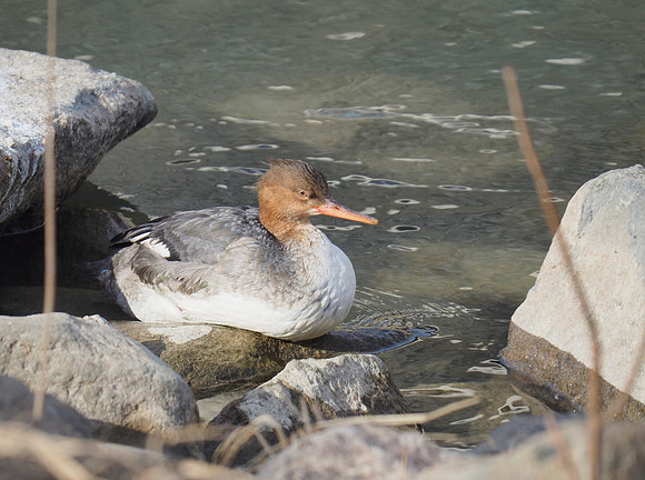 Red-breasted Merganser; Port Washington Harbor; January