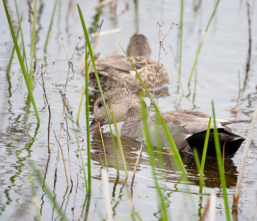 Gadwall pair at Horicon Marsh.