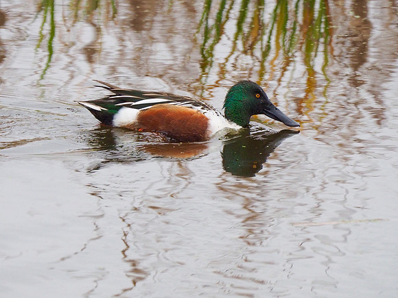Northern Shoveler; Horicon NWR, WI; November