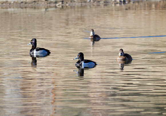 Ring-necked Ducks; Arizona