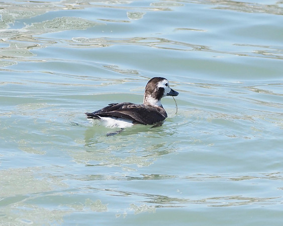 Long Tailed Duck; January