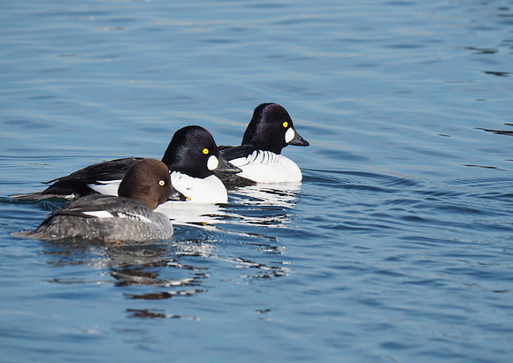 Common Goldeneye; Lakeshore State Park, Milwaukee, WI; January