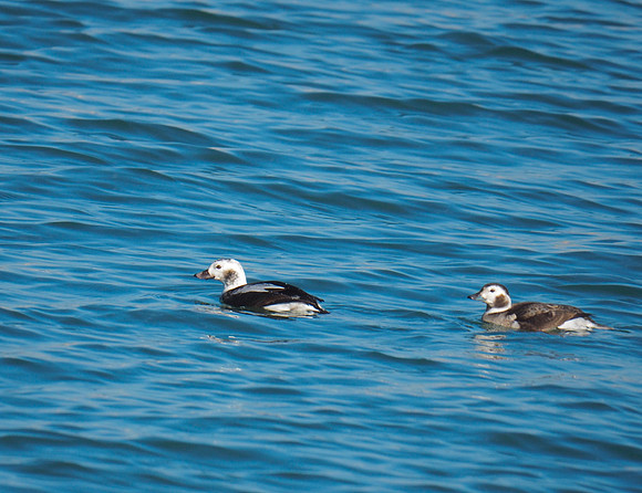 Long-tailed Duck pair; Milwaukee Harbor; January