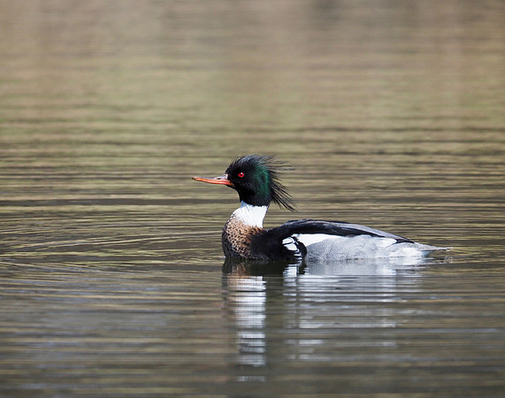 Red-breasted Merganser