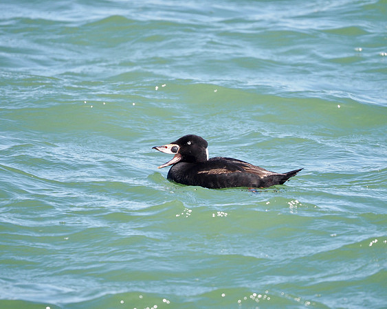 Surf Scoter