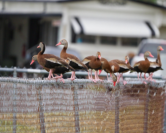 Black-bellied Whistling-Ducks all in a row.