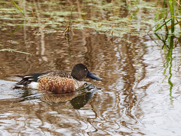 Northern Shoveler; Horicon NWR, WI; November