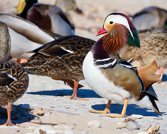 Mandarin Duck, South Shore Park