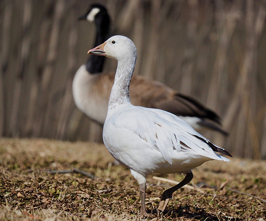 Hangin' with the Canada Goose