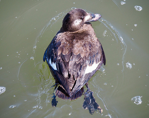 White-winged Scoter; Milwaukee Harbor; March