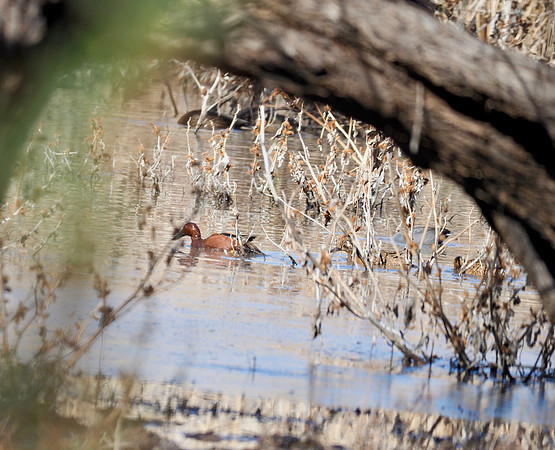 Cinnamon Teal; Arizona