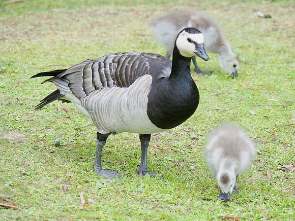 Barnacle geese.