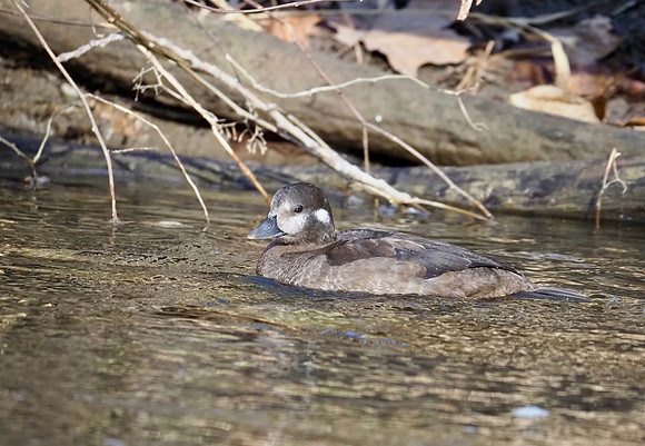 Feeding on the shoreline.