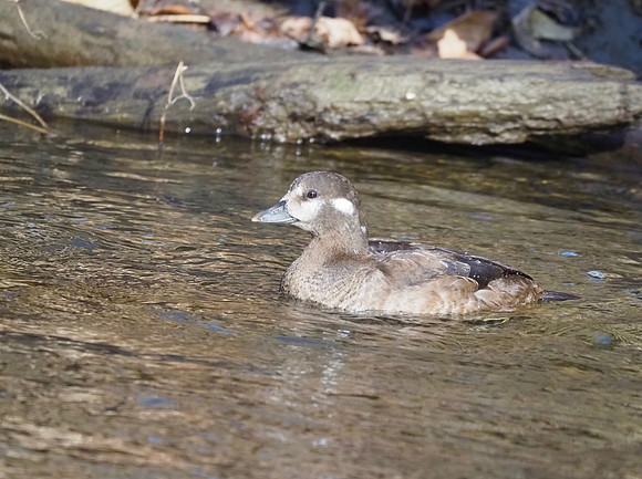 Harlequin Duck; Oak Creek, WI; November.