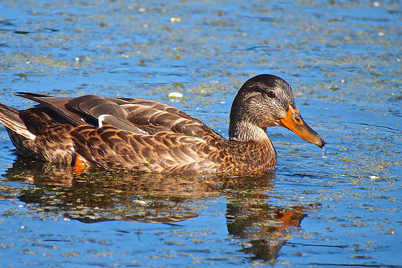 Mallard; Horicon NWR, WI; September