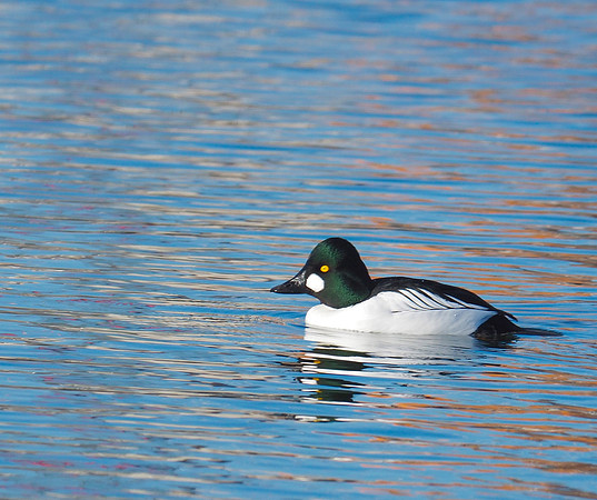 Common Goldeneye; Lakeshore State Park, Milwaukee, WI; January