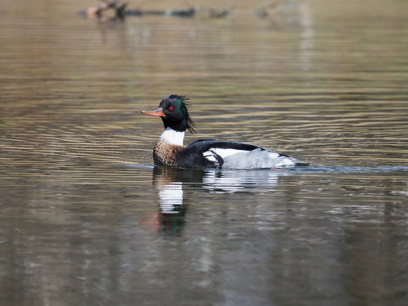 Red-breasted Merganser; Estabrook Park; March