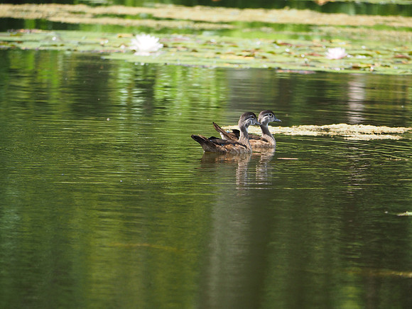 Little Woodies; Lynden Sculpture Garden, Milwaukee, WI; August
