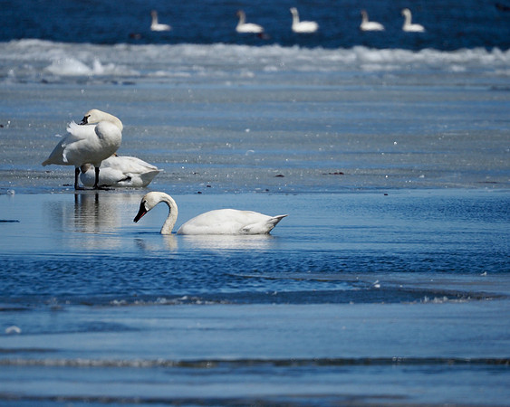 Tundra Swans