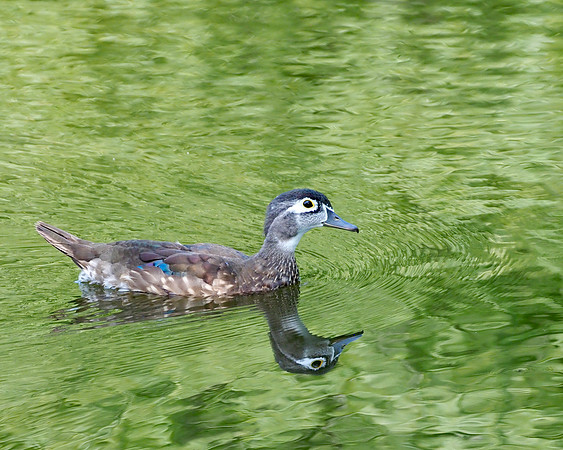 Wood Duck, Estabrook Park