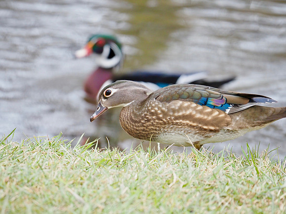 Wood Ducks; Estabrook Park, Milwaukee, WI; April