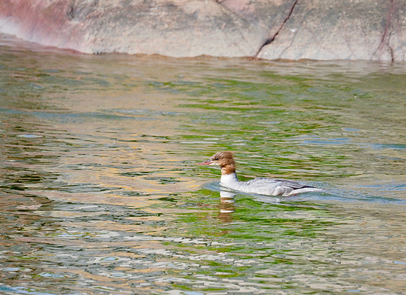 Common Merganser; Suomenlinna Sea Fortress, Helsinki, FI; June.