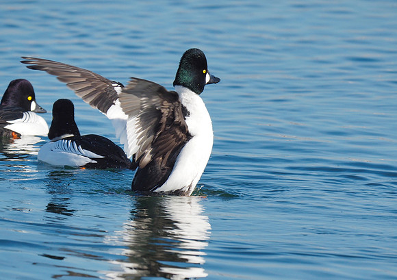 Common Goldeneye; Lakeshore State Park, Milwaukee, WI; January
