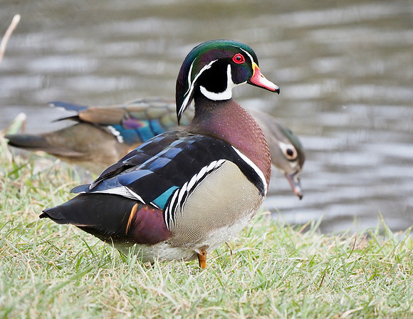 Wood Ducks, the pair.
