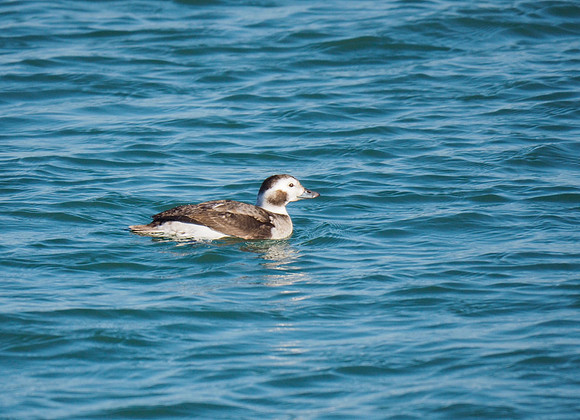 Long-tailed Duck, female, January.