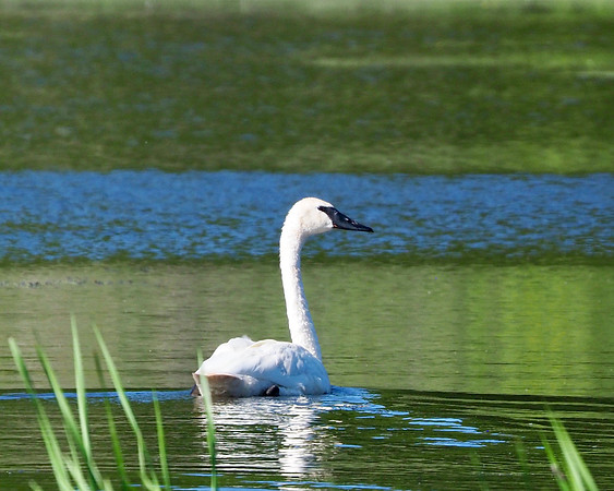 Trumpeter Swan