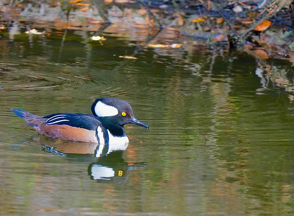 Hooded Merganser; Kiawah Is., SC; February