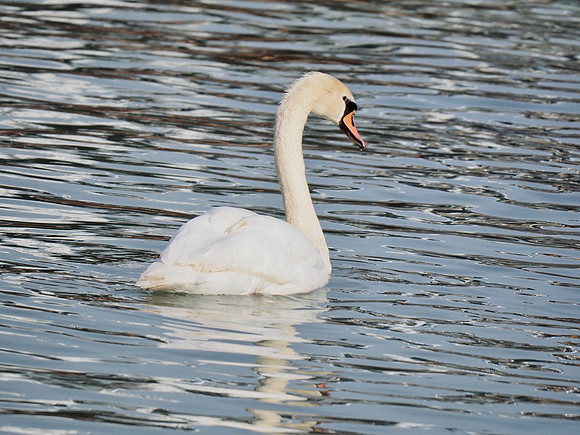 Mute Swan; Port Washington Harbor; January