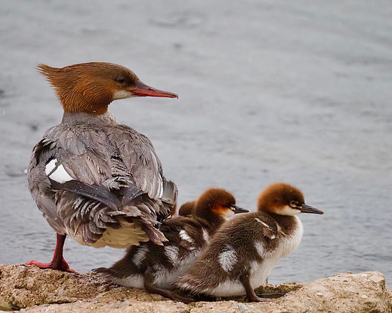 Red-breasted Mergansers; Marquette, MI Harbor; June