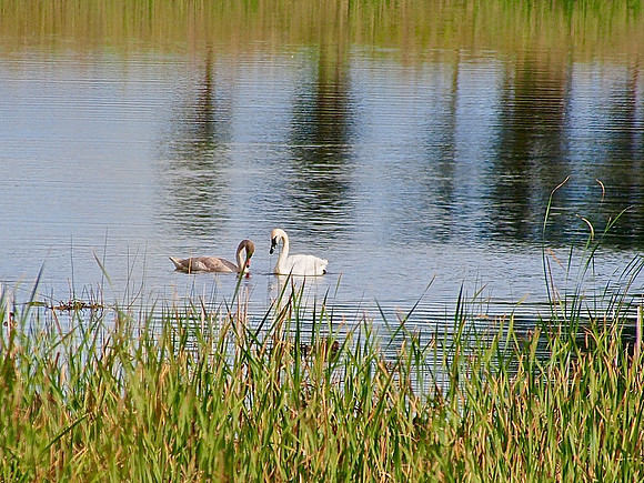 Trumpeter Swans; Horicon NWR, WI; August