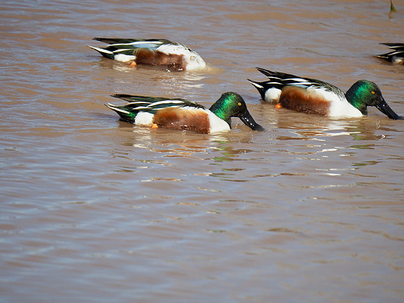 Northern Shovelers; Arizona