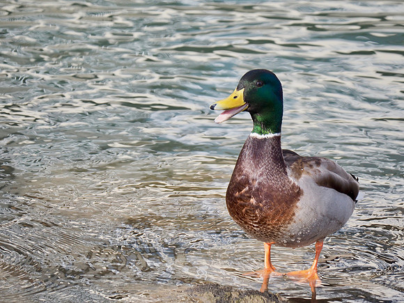 Mallard