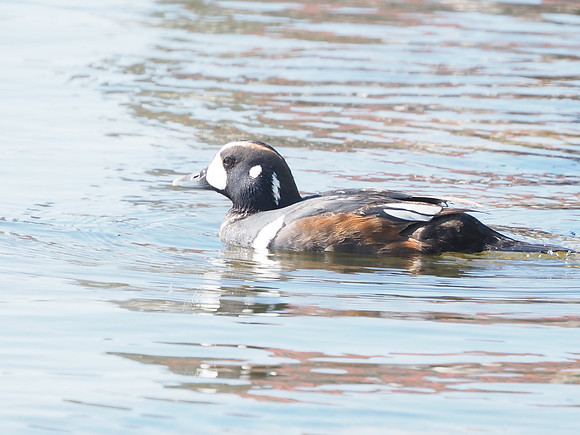 Harlequin Duck