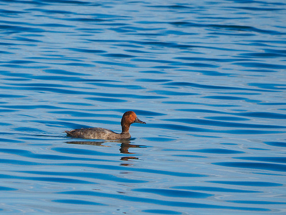 Canvasback; Marquette, MI; August