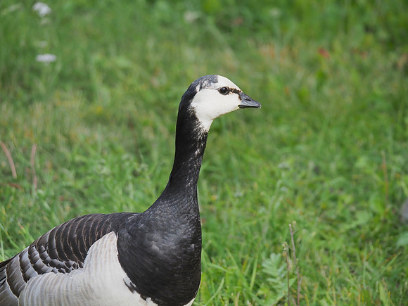 Barnacle Goose; Helsinki, FI; June.